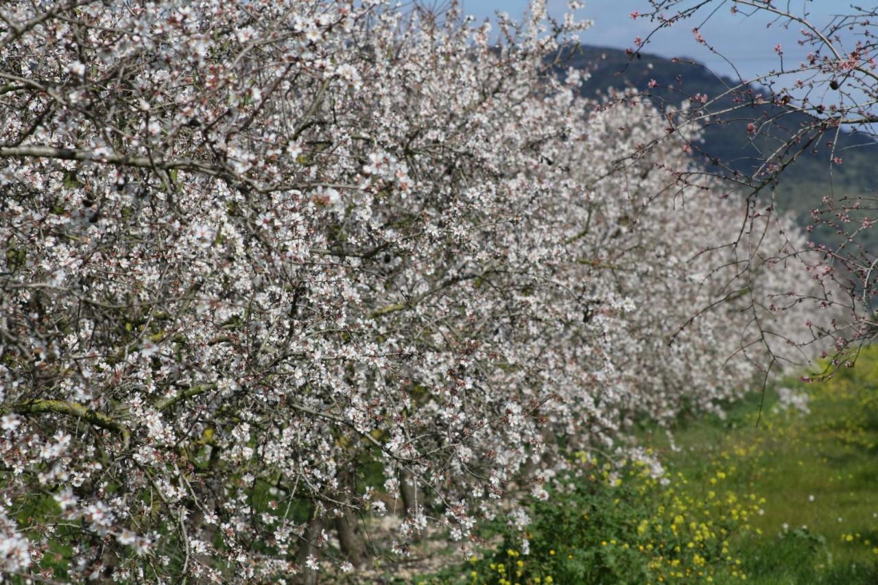 108 Finca Son Morey Tarongers Etv14340 By Mallorca Charme Can Picafort (Mallorca) Exterior foto