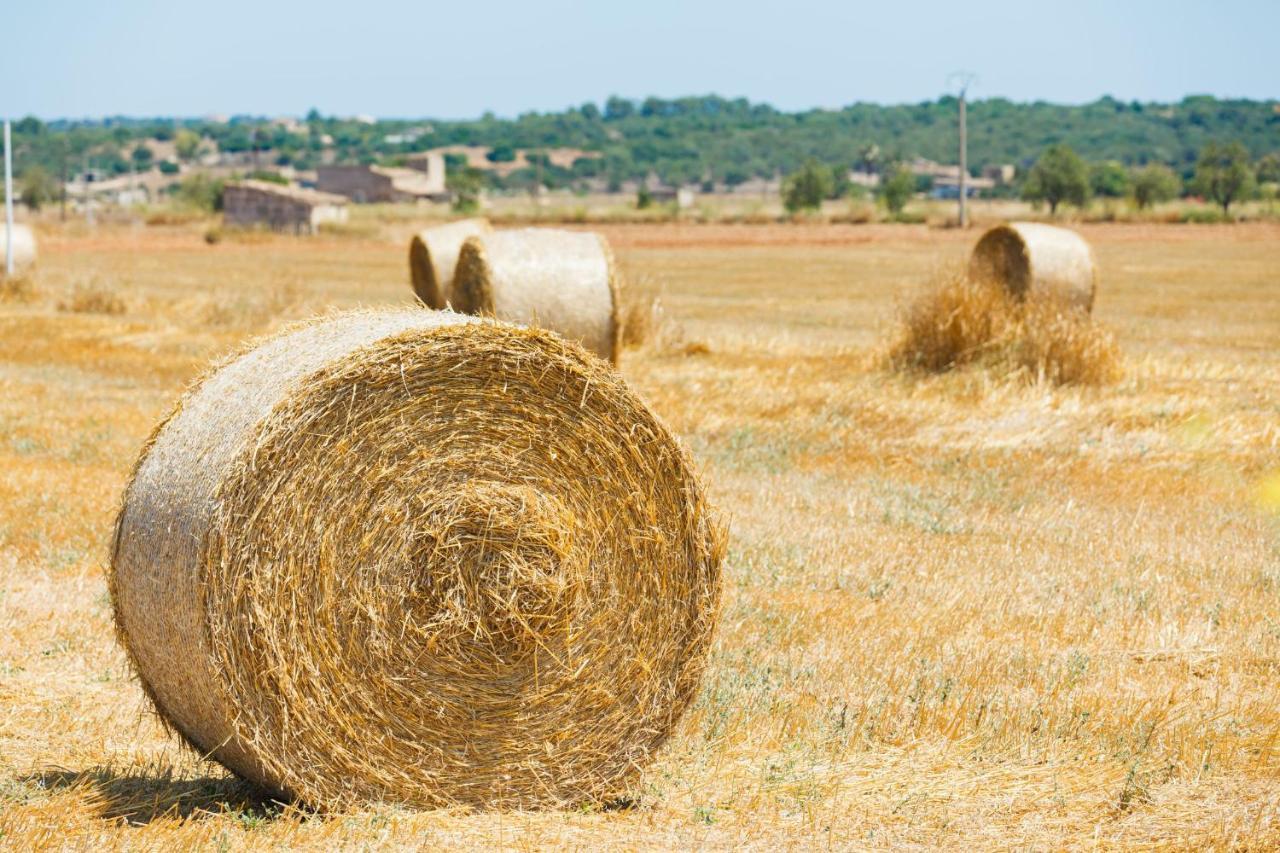 108 Finca Son Morey Tarongers Etv14340 By Mallorca Charme Can Picafort (Mallorca) Exterior foto